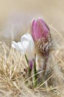 anemone et crocus vernus